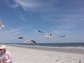 The birds!
