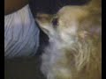 Chiquis resting