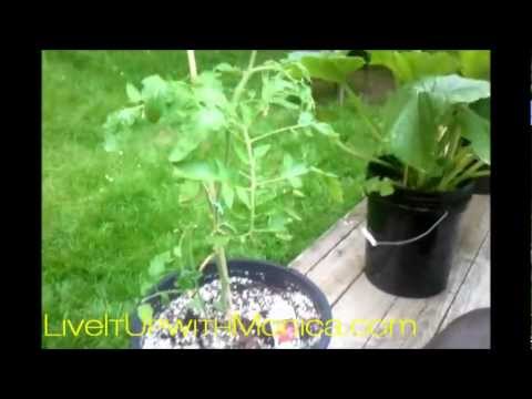 how to treat zucchini fungus