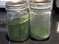 Foodie Friday - Wild Green Goodness