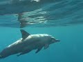 Shawna with Spinner Dolphins