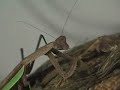 The Student Mantis The Student Mantis