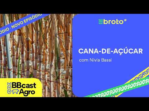 Cana-de-açúcar: recuperação da safra e pressão nos preços globais | BBcast Agro - 24/03/2026