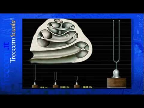 La percezione uditiva