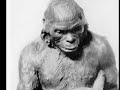 Monkeys to Men ????
