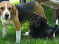 videos de Ariel ed i suoi cuccioli