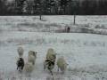 MVI_7235.AVI