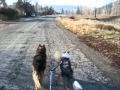 title="Bikejoring