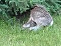 Spring Camping, Animals and Spring \