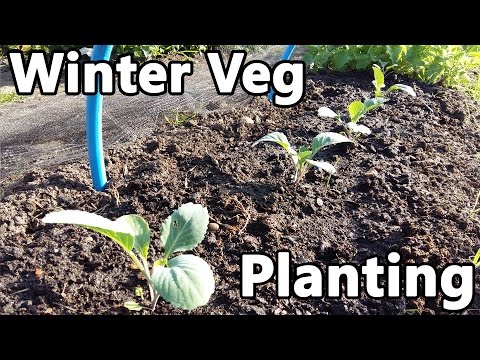 video-linktoworks-Winter Vegetables Planting - Cauliflowers, Cabbages,...