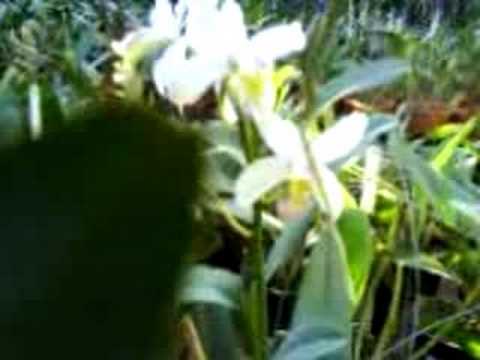 vendemos especies de orquideas contato:62-32427040