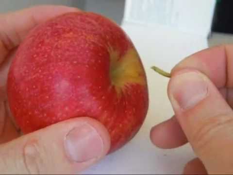 how to snap apple in half