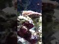 Click here to watch this video We found Nemo