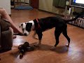 paris playing in the house