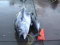 Big Tunas With Qualifier 105, Sportsfishing Big Tunas With Qualifier 105, Sportsfishing