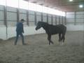 videos de Young Stallion!