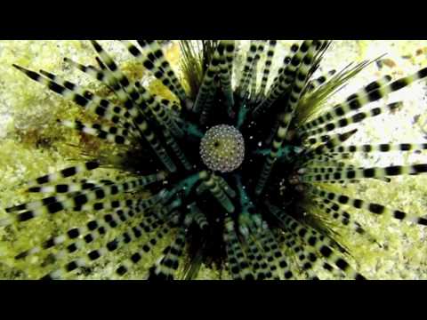 Sea Urchins Use Whole Body As Eye