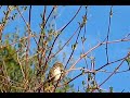 White crowned Sparrow, Zonotrichia leucophrys