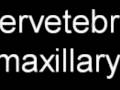 Pacific dental student rap Intervetebral Maxillary