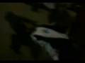 videos de amigis