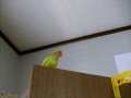ゆずちゃん、どこ～～？