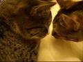 videos de Cats and a Sink Part 3