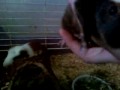 guinea pig babys just born
