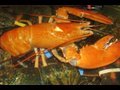 Meet a rare yellow lobster!