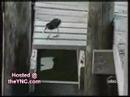 funny pets video