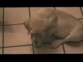 Donde esta mi hueso Donde esta mi hueso