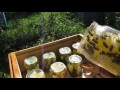 Сотовый мёд в банках Готовлю банки под сотовый мёд 2 часть
