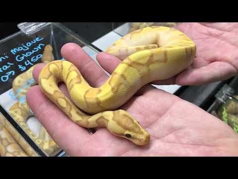 YouTube reptile video