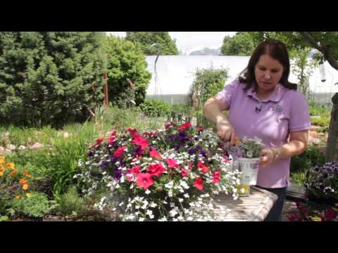 how to care petunia plants