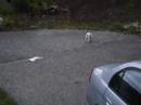 Dog gets the newspaper Dog gets the newspaper