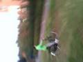 videos de FreeStyle