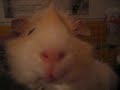 Elma yiyen hamster