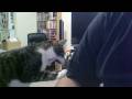 The Cat