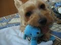 Chewing Toy (part 1)