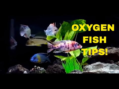 video-linktoworks-Oxygen Fish Tips!