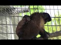 Broken Bonds - Witness the miracle of a monkey's birth
