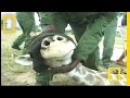 Canl� Z�rafa Av� belgeseli video.