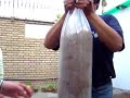 oyster mushrooms 2