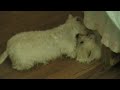 Little Dogs Scottie and Ben