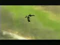 Animalia (Perturbazione, 2006) Animalia (Perturbazione, 2006)