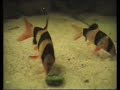 Clown loach / Prachtschmerle [1/2]