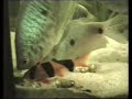 Clown loach / Prachtschmerle [1/2]