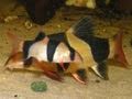 Clown loach / Prachtschmerle [1/2]