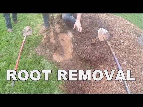 how to clear roots from drain pipes