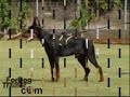 Doberman