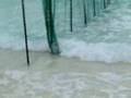 Young Monk Seals at Play